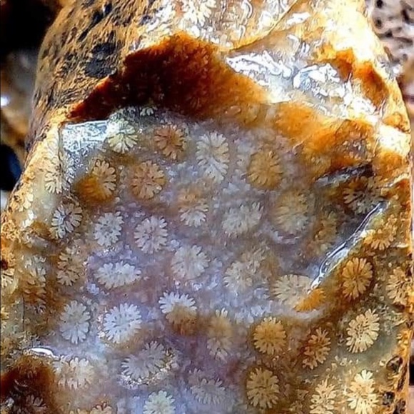 Indonesian Sea Fossil Coral + Tourmaline vintage handcrafted ring - Picture 6 of 9